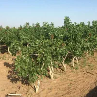 فروش-فوری-600-متر-پسته-بارده-سند-تک-برگ
