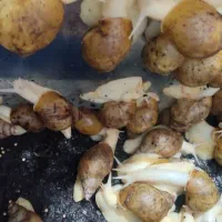 فروش حلزون آچاتینا آلبینو|خزنده|مشهد, پنجتن|دیوار