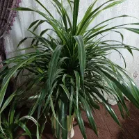 گل پاندانوس