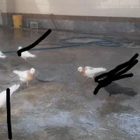 دوتا طوق زرد ماده و ی جوجه تهرانی ابلغ|پرنده|امیدیه, |دیوار