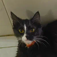 واگذاری گربه