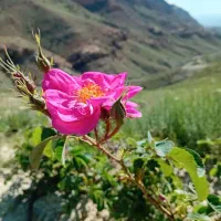 گل محمدی|خدمات باغبانی و درختکاری|بجنورد, |دیوار