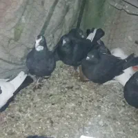 کفتر پلنگ و زاغ دم سفید و سینه سیاه