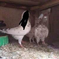 کفتر نر کله ای پرشی|پرنده|فولادشهر, A4|دیوار