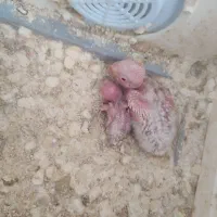 جوجه سرلاکی کوتوله|پرنده|شیروان (خراسان), |دیوار