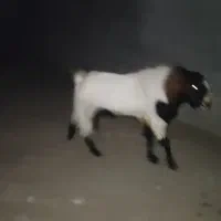 نری رودان|حیوانات مزرعه|رودان, |دیوار