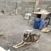 واگذاری سگ نگبان