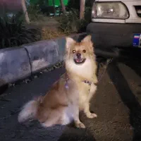 پامر اشپیتز خانگی|سگ|ری, شهرری|دیوار