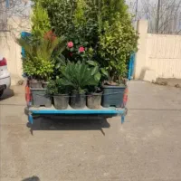 خدمات باغبانی تعویض خاک گلدون کاشت گل  باغبان