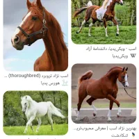 اسب.مادیان