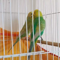 یک جفت رینبو ماوی گلد فیس
