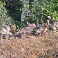 مرغ و خروس محلی و بوقلمون