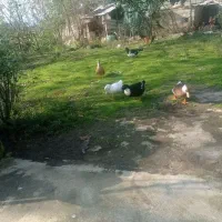 خانه دارای اتاق اشپز خانه ایوان