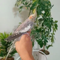 عروس هلندی ماده دستی مست