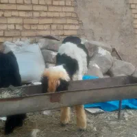 یک عدد بره فروشی