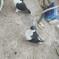 کبوتر