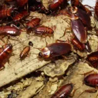 انواع سموم تضمینی،موش سوسک موریانه مورچه