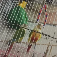 گرینچیک آناناسی