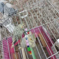 پرنده.عروس هلندی|پرنده|قم, در بهشت|دیوار