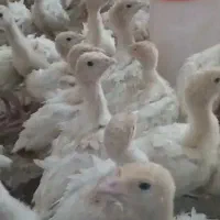 جوجه بوقلمون بیوتی ۶،گوشتی ،برنز،تخم نطفه دار