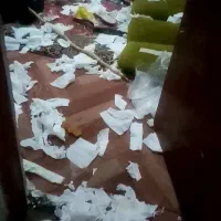 توله 4/5ماهه تمیز باشناسنامه توافقی