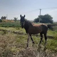 اسب‌سالم‌فروشی