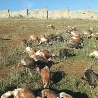 بوقلمون طبیعی|حیوانات مزرعه|بیله سوار, |دیوار