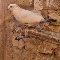 کبوتر پرشی|پرنده|قم, نیروگاه|دیوار