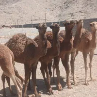 ۷ تا جونگ نر قیمت جفت دویست و سی ۲۳۰