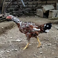 فروش جوجه لاری|حیوانات مزرعه|بابل, |دیوار