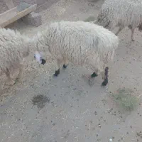 بره ۲ماده ۱نر