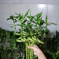 گل بامبو تایلندی جوانه ای 140سانتی ضخیم تضمینی