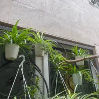 گلدان های گندمی