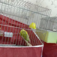 مرغ عشق ریمبو یا اسپانگل|پرنده|زرقان, |دیوار