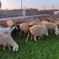 میش درشت  نژاد دار برای نگهداری|حیوانات مزرعه|بردسیر, |دیوار