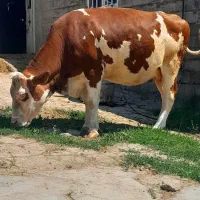 گاو درجه یک سمینتال جوان ۱۸ روز مانده زایمان