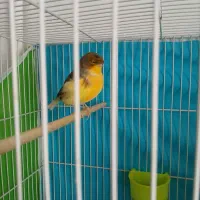 قناری گلستر نر