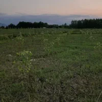 زمین کشاورزی سنتی