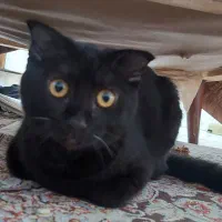 گربه اسکاتیش شیطون خانگی