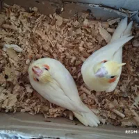 جوجه عروس هلندی|پرنده|بندرعباس, |دیوار