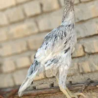 جوجه خروس طوسی پرمرغی|حیوانات مزرعه|تهران, بهارستان|دیوار
