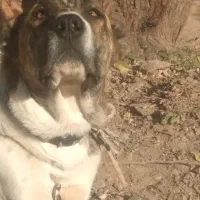 واگذاری توله نر خراسانی|سگ|تربت جام, باغ سنگان سفلی|دیوار