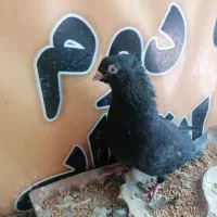 کفتر  سینه ای اصفهانی و زاغ آبادانی و پرشی|پرنده|بافق, |دیوار