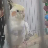 عروس هلندیم گم شده