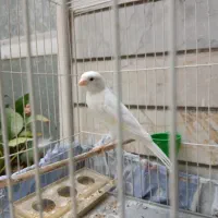 قناری نر سفید و سرخ