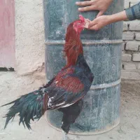 یه عدد خروس لاری  بالغ