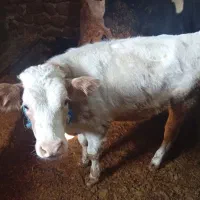 گوساله ماده سیمینتال|حیوانات مزرعه|بیلوار, |دیوار