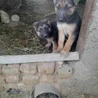 دو عدد ژرمن شبرد اصیل