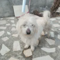 سگ پاکوتاه|سگ|ارس, |دیوار