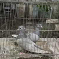 کبوتر سرکه ای